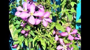 КАК БЫСТРО И БЕЗ ХЛОПОТ УКОРЕНИТЬ КЛЕМАТИС