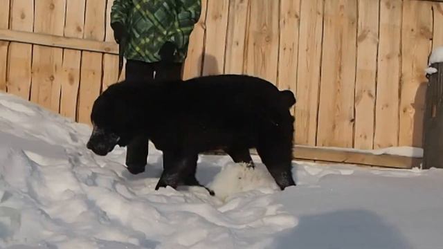 АЗИАТЫ из БАШКИРИИ... смотреть онлайн