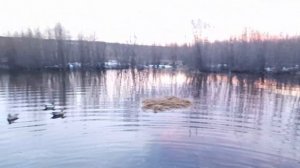 Весенняя охота с подсадной уткой 2023 год .