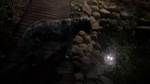 Лиса Алиса. ? лишь белый хвост исчез во мраке