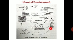 Lecture 19 (3) - Symptoms and life cycle of Venturia inaequalis - Apple scab - PAT 201