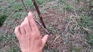 Обрезка миндаль весной 1-3 год и чем обрабатывать.