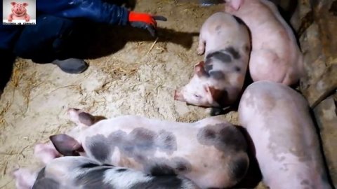 Миллион на свиньях.С такой породой легко!