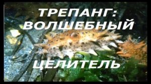 #Биозан, ТРЕПАНГ, ВОЛШЕБНЫЙ ЦЕЛИТЕЛЬ, часть 1