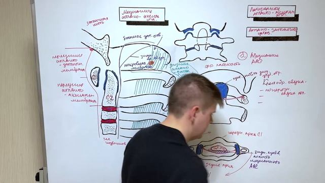 Атлантоосевой сустав / Соединение позвоночника с черепом / Артрология