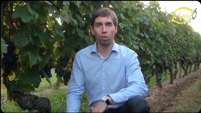 Праздник Божоле 21 ноября. Что это? смотреть онлайн