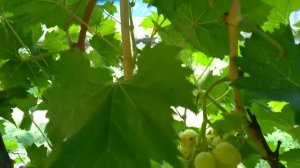 Виноград Сфинкс и Аркадия на третий год после посадки