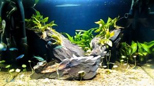 Live aquarium / Akwarium na żywo! - Kamera online #3