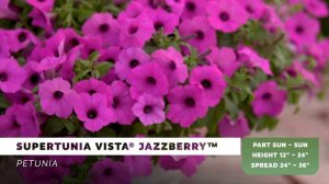 Supertunia Vista Jazzberry from Proven Winners