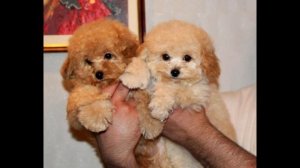 Порода собак Мальтипу - Описание