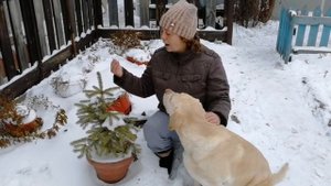 УНИКАЛЬНАЯ для сибири ЗИМОВКА ХВОЙНЫЕ в ГОРШКАХ, КАК УКРЫТЬ