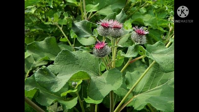 как вылечить кисту на почке смотреть онлайн