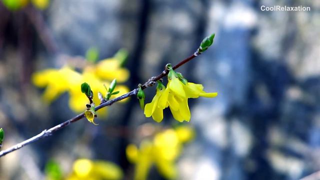 Beautiful flowers on the rock-Yellow flowers on the rock смотреть онлайн