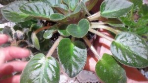 Лист фиалки сохнет по краям?Краевой НЕКРОЗ.Причины его возникновения.