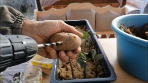 Как черенковать розы