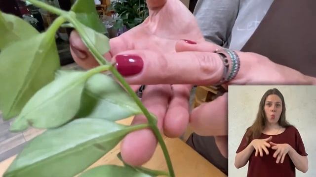 Комнатные растения эсхинантусы { СУРДОПЕРЕВОД } Интересные ампельные цветущие комнатные растения