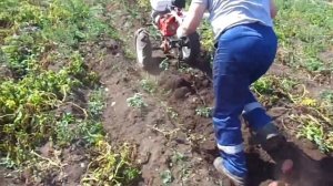 Мотоблок Brait копка картофеля