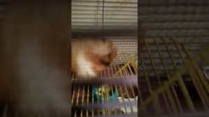 Как приучить хомяка командам? Что нужно знать?