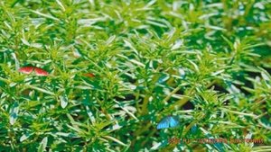 Чабер обыкновенный Болеро (chaber-bolero) ? чабер Болеро обзор: как сажать саженцы чабра Болеро