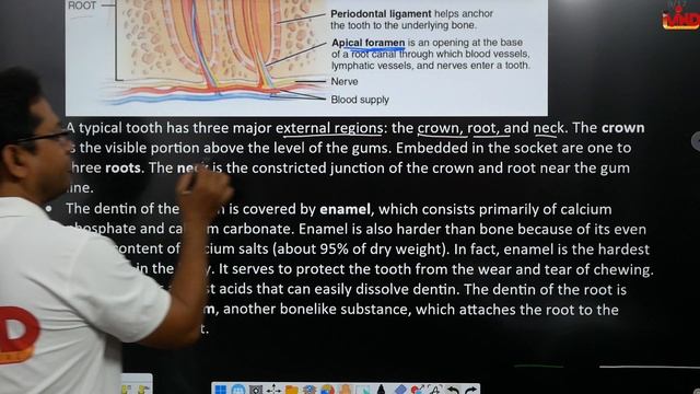 Anatomy and physiology of GIT | CH-9 | Digestive system | HAP | D.Pharm first year смотреть онлайн