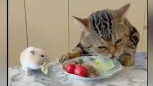 Смешные видео с котами и собаками. Прикольные котики. Смешные котята №12