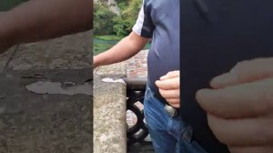 Паразиты. Конский волос. Богомол