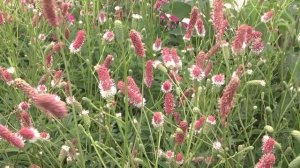 Цветущие кустарники и многолетники в Садовом центре Веры Глуховой.