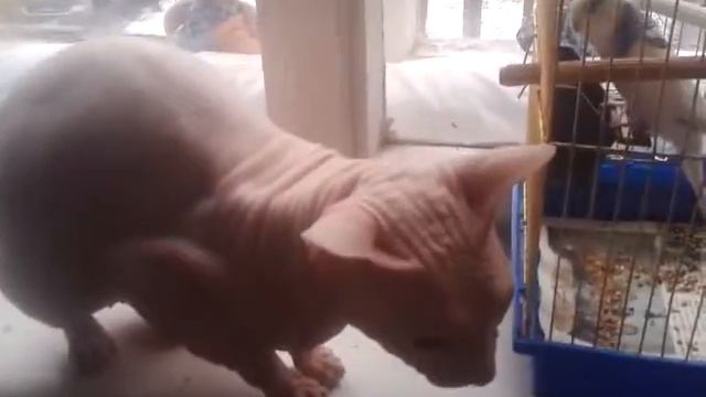 Мои няшечки