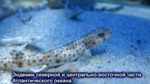 Морской пёс  или обыкновенная кошачья акула