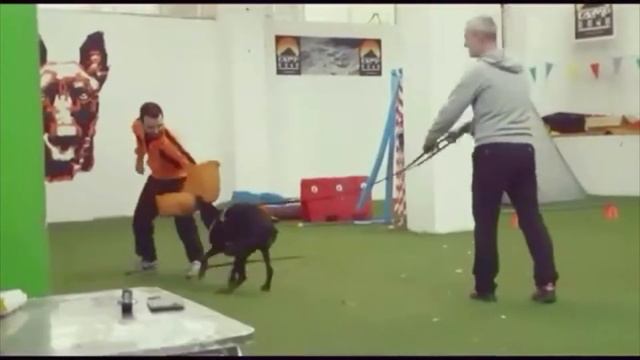 Doberman Pinscher Personal Protection Class Training Commands смотреть онлайн