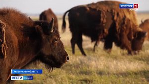 Поголовье животных в биосферном заповеднике «Аскания-Нова» увеличилось в два раза