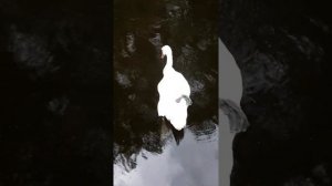 ОЗЕРО НА БЕРЕГУ КОТОРОГО НАХОДИТСЯ ГОРОД ЩЕЦИНЕК