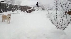 АЛТАЙСКИЕ - ЛАЙКИ - СЕВЕР - ЛАЙМА - ДОМА