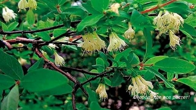 197. Жимолость. Уход для большого урожая. смотреть онлайн