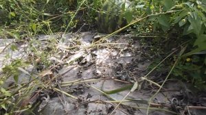 Арбузы на пленке в сентябре.Дегустация арбузов.