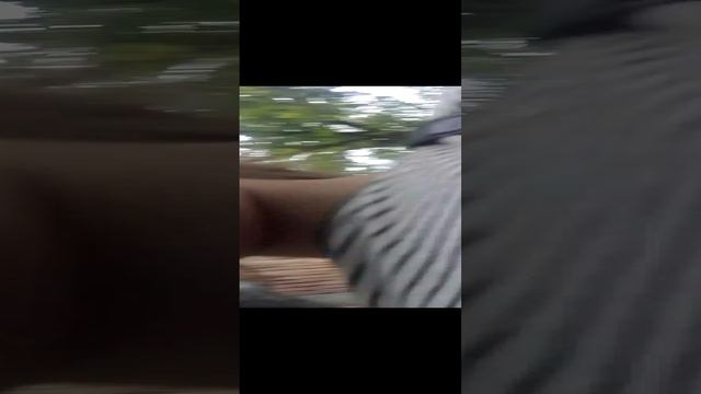 гулаю