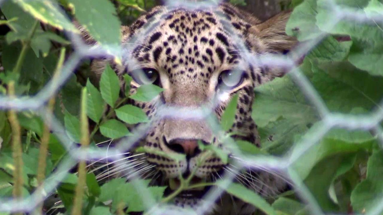 Специалисты выясняют обстоятельства гибели в Абхазии леопарда, выпущенного в дикую природу два го...