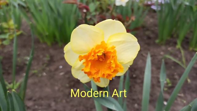 нарцисс Modern Art смотреть онлайн