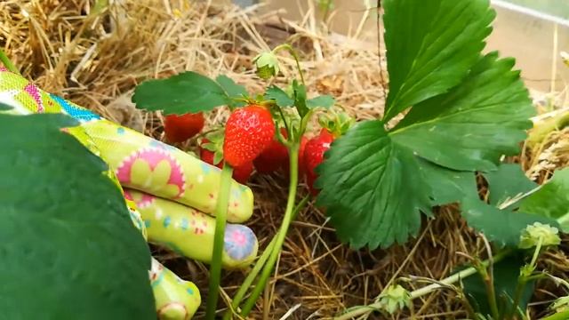Азия земляника  садовая крупноплодная июнь 2018 года