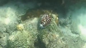 Самые Страшные Животные Австралии