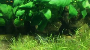 Аквариум из Акрила (100 литров)