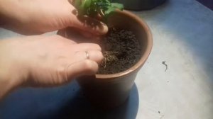 Как выростить хризантему из подаренного букета