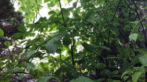 Успокаивающий шум дождя для сна и релаксации