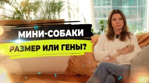 Как получаются мини собачки? Почему микро больны?