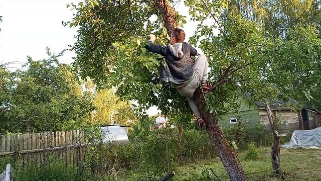 20 июня 2023#обзор#дачи#обрезка#яблони# смотреть онлайн