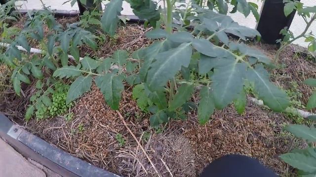 НАВОЖУ ПОРЯДОК. ПАСЫНКУЮ ТОМАТЫ. смотреть онлайн