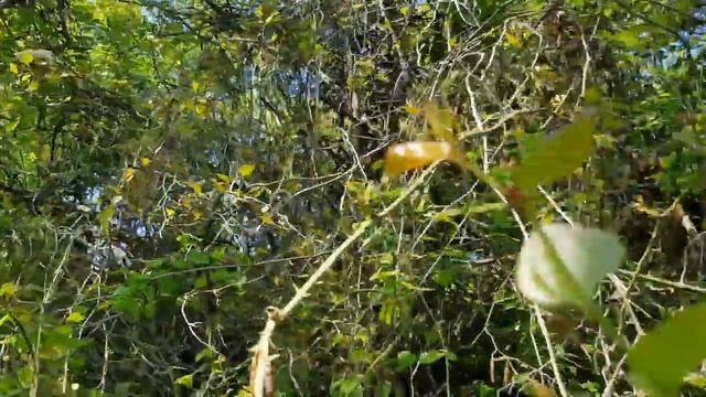 Сочинская дача в апреле | Субтропический рай в отдельно взятом городе смотреть онлайн