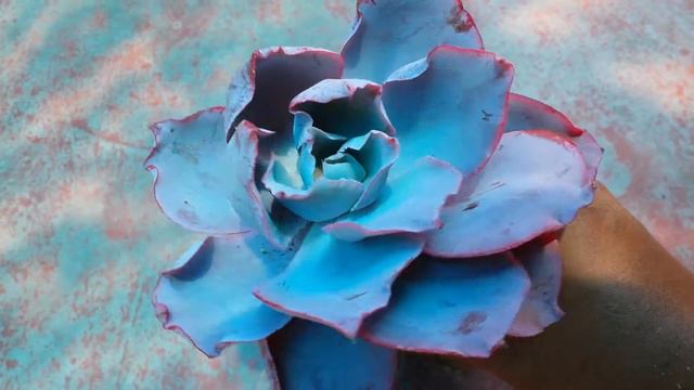 Echeveria Afterglow de miguel segunda parte смотреть онлайн