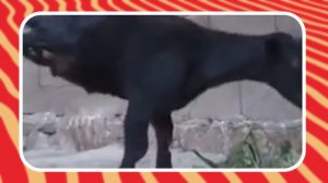 Они Вообще с Нашей Планеты? Реальные Животные Мутанты