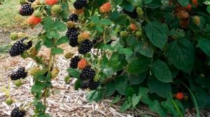 Выращивание ежевики как бизнес идея